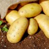 Golden potatoes spilling from a burlap sack onto rich soil, ready for cooking.